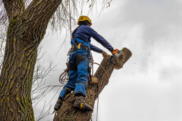 Dead Tree Removal in Monument Hills, CA